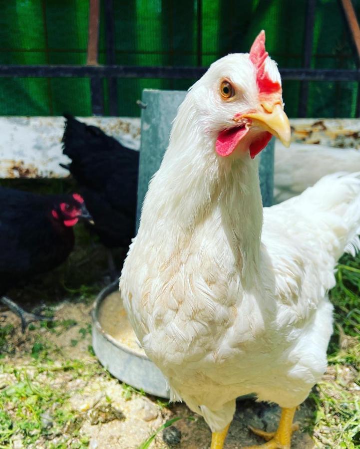 Finca Martina Lejlighed Casarabonela Eksteriør billede